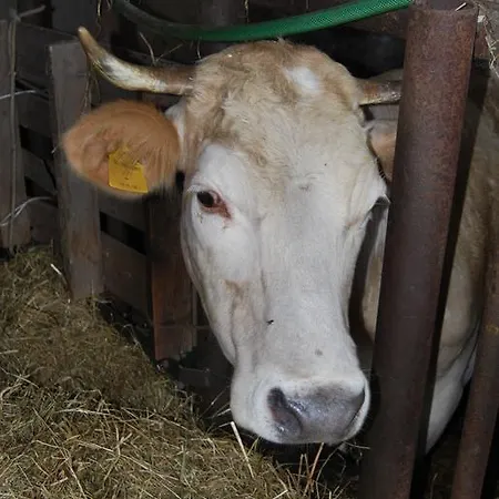 Agriturismo Sant'anna Farm stay